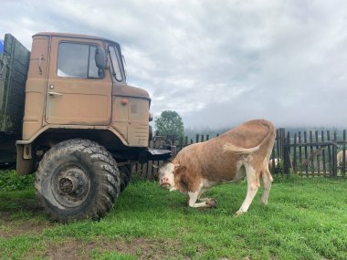İnek kamyonun önünde duruyor. Boynuzlu hayvan arabanın yanında. Boğa büyük bir arabanın altında..