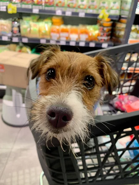 Dog in a grocery store cart. The puppy is sitting in a supermarket cart. Going to the grocery store with a pet.