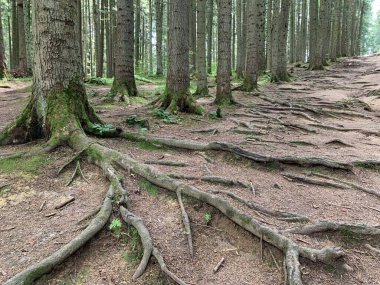 The root system of tall forest trees. Old forest, trunks of perennial pines. Forest road among huge pines.