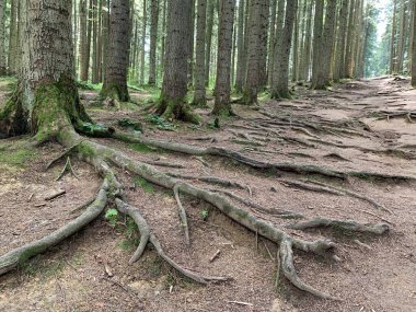 The root system of tall forest trees. Old forest, trunks of perennial pines. Forest road among huge pines.