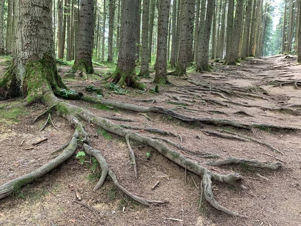The root system of tall forest trees. Old forest, trunks of perennial pines. Forest road among huge pines.