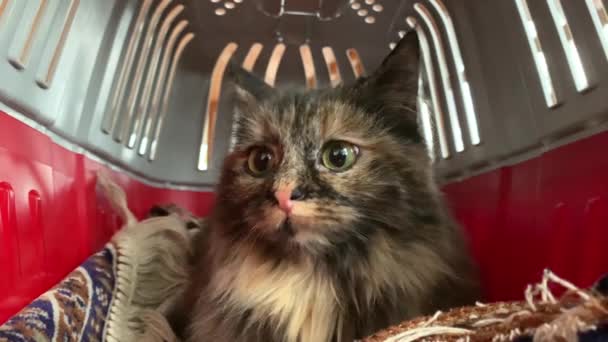 Thoroughbred Cat Lies Cage Looks Fluffy Cat Sits Pet Carrier — Stock video