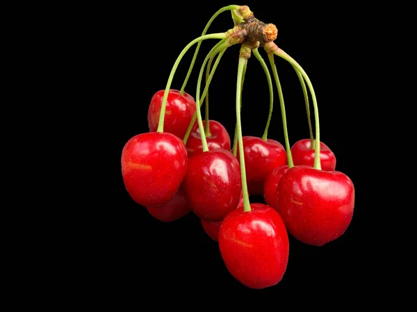 Large Branch Cherry Berries Black Background Many Ripe Cherries One — 图库照片