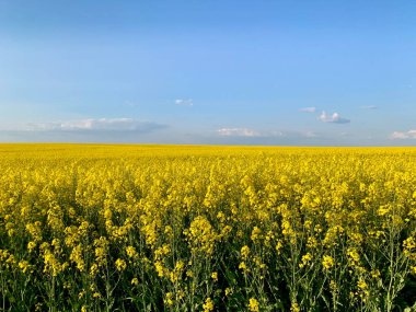 Parlak sarı çiçek açan bir kolza tohumu tarlası. Arkaplan dokusu: sarı kolza tohumu tarlası ve mavi gökyüzü. Tarım, hasat, tarım ürünlerinin ihracatı..