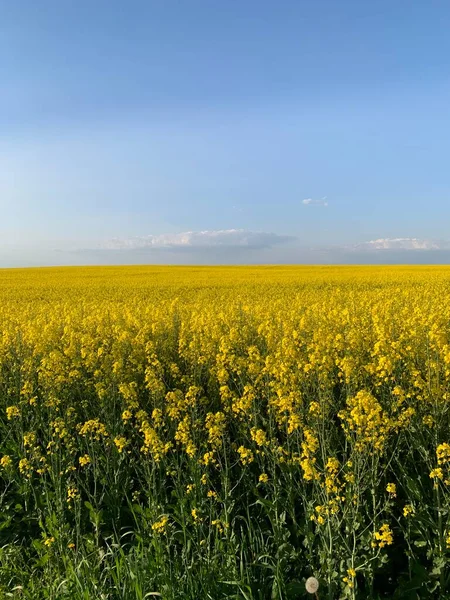 明るい黄色の花の菜の花のフィールド 背景色 黄色の菜の花畑と青空 農産物の輸出 — ストック写真