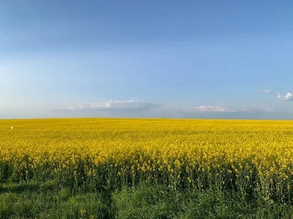 Ein Feld Mit Leuchtend Gelb Blühendem Raps Hintergrund Gelbes Rapsfeld — Stockfoto