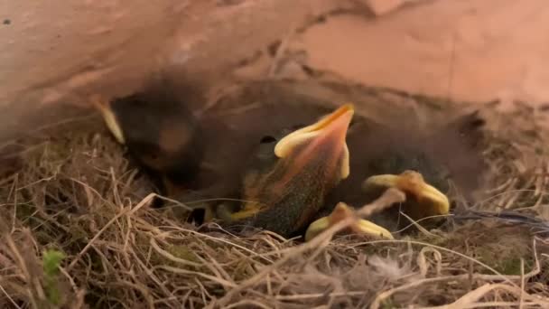 Die Küken Öffnen Ihre Schnäbel Nest Junge Vögel Nest Wollen — Stockvideo