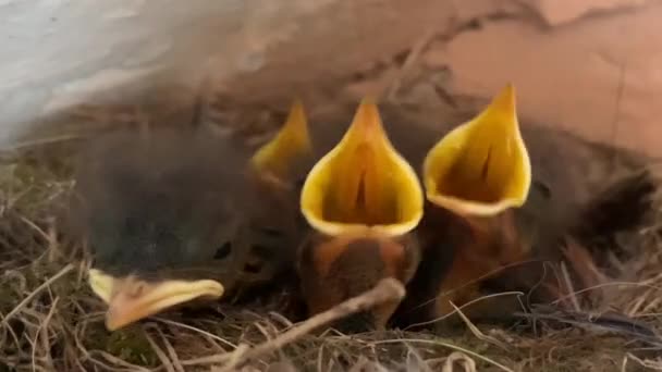 Los Polluelos Abren Sus Picos Nido Los Pájaros Jóvenes Nido — Vídeos de Stock