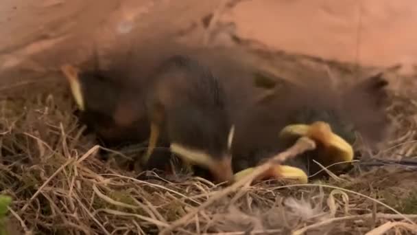 Yavrular Yuvada Gagalarını Açarlar Yuvadaki Genç Kuşlar Yemek Istiyor Küçük — Stok video