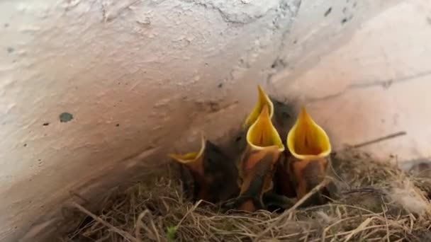 Yavrular Yuvada Gagalarını Açarlar Yuvadaki Genç Kuşlar Yemek Istiyor Küçük — Stok video