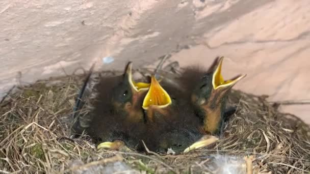 Los Polluelos Abren Sus Picos Nido Los Pájaros Jóvenes Nido — Vídeos de Stock