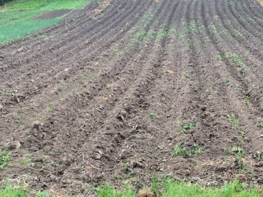 Sahada toprak gevşedi. Kış buğdayının bahar ekimi. Kara toprakta tarım makinelerinin izleri var. Bereketli toprak parçaları, yakın plan..