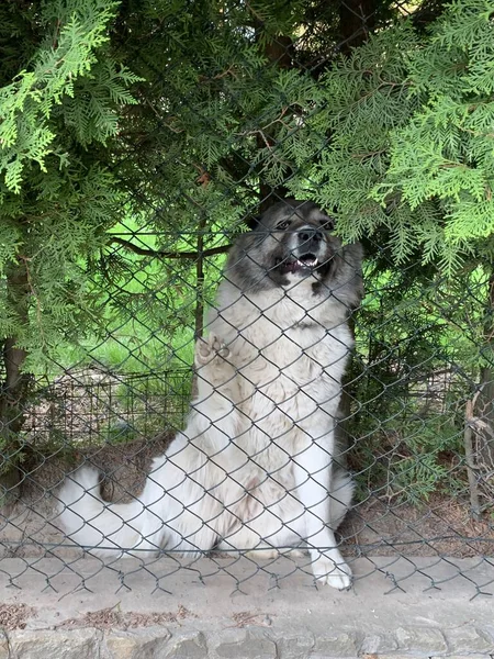 大きな犬が柵の後ろに腰を下ろしている サラブレッドの犬アラバイがその領土を守っている フェンスの後ろから番人の腕時計 — ストック写真