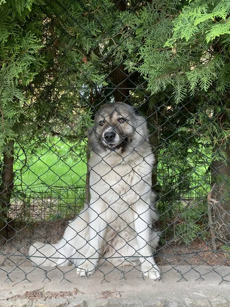 Büyük Bir Köpek Çitin Arkasında Oturur Safkan Köpek Alabai Bölgesini — Stok fotoğraf