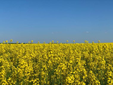 Parlak sarı çiçek açan bir kolza tohumu tarlası. Arkaplan dokusu: sarı kolza tohumu tarlası ve mavi gökyüzü. Tarım, hasat, tarım ürünlerinin ihracatı..