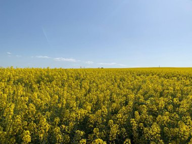 Parlak sarı çiçek açan bir kolza tohumu tarlası. Arkaplan dokusu: sarı kolza tohumu tarlası ve mavi gökyüzü. Tarım, hasat, tarım ürünlerinin ihracatı..