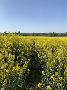 Parlak sarı çiçek açan bir kolza tohumu tarlası. Arkaplan dokusu: sarı kolza tohumu tarlası ve mavi gökyüzü. Tarım, hasat, tarım ürünlerinin ihracatı..