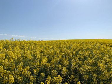 Parlak sarı çiçek açan bir kolza tohumu tarlası. Arkaplan dokusu: sarı kolza tohumu tarlası ve mavi gökyüzü. Tarım, hasat, çiçek mevsimi..
