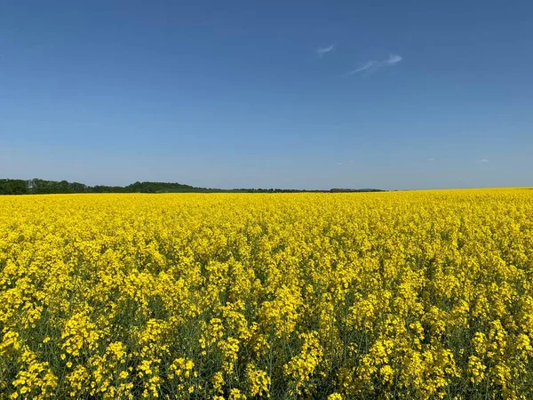 Field Bright Yellow Blooming Rapeseed Background Texture Yellow Rapeseed Field — Stock Photo, Image