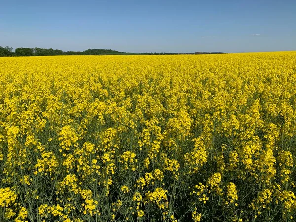 Field Bright Yellow Blooming Rapeseed Background Texture Yellow Rapeseed Field — Stock Photo, Image