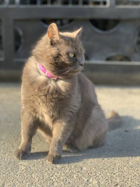 Şişko kırmızı bir kedi oturur ve bakar. Sokakta tasmalı tembel bir kedi. Tüylü aileden bir hayvan..