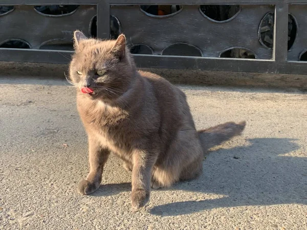 Egy Kövér Vörös Macska Néz Lusta Macska Gallérral Utcán Egy — Stock Fotó