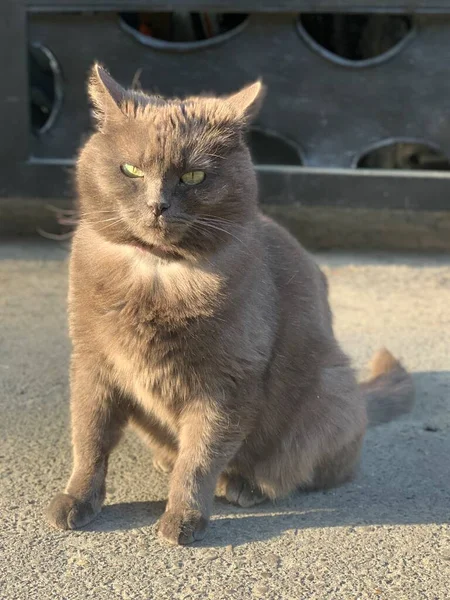 太った赤い猫が座って見ています 通りに襟付きの怠惰な猫 ふわふわの家族のペット — ストック写真
