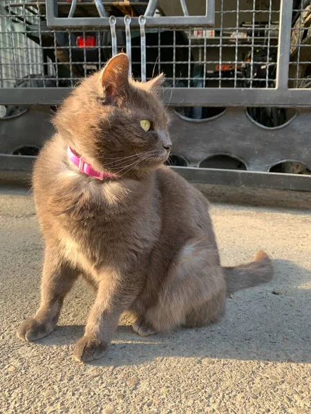 Şişko Kırmızı Bir Kedi Oturur Bakar Sokakta Tasmalı Tembel Bir — Stok fotoğraf