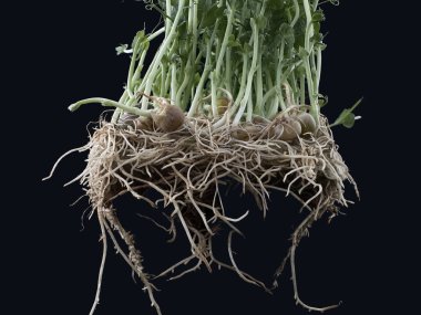 Köklü yeşil bezelye filizleri. Siyah arka planda izole edilmiş bezelye tohumları. Evde bezelyeler filizlendi..