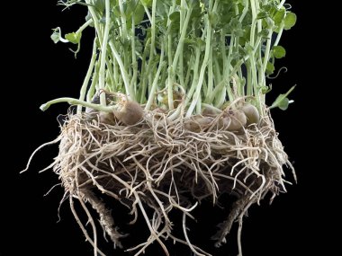 Köklü yeşil bezelye filizleri. Siyah arka planda izole edilmiş bezelye tohumları. Evde bezelyeler filizlendi..