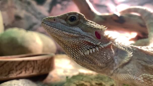 Lizard Bearded Dragon Terrarium Bearded Dragon Agam Family Australian Animal — Stock Video