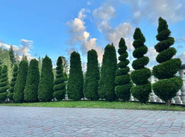 Süslü thuja bonsai. Spiral thuja arka arkaya ekildi. Kırpılmış thuja, yeşil alanlar.
