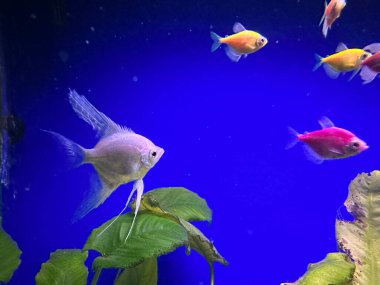 Akvaryumda mavi arka planda yüzen balıklar. Renkli balıklı akvaryum.