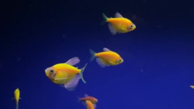 Kertenkele sakallı ejderha teraryumda. Agam ailesinden sakallı bir ejderha. Avustralya hayvanı, çölde yaşıyor..