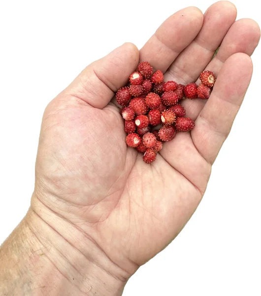 草莓果实在一个人的手掌上 被白色隔离 男人手里拿着红草莓有益的维生素 季节性野生浆果 — 图库照片
