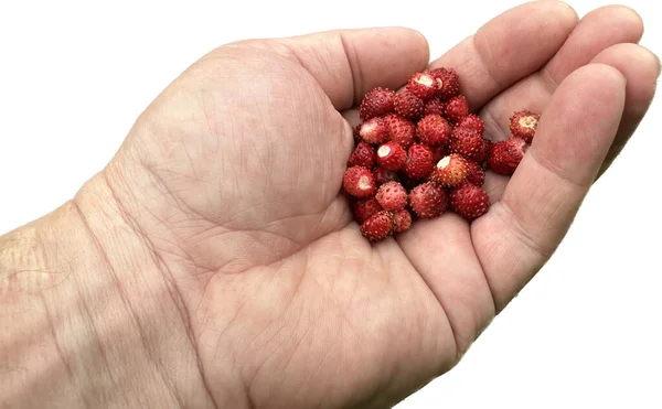 草莓果实在一个人的手掌上 被白色隔离 男人手里拿着红草莓有益的维生素 季节性野生浆果 — 图库照片
