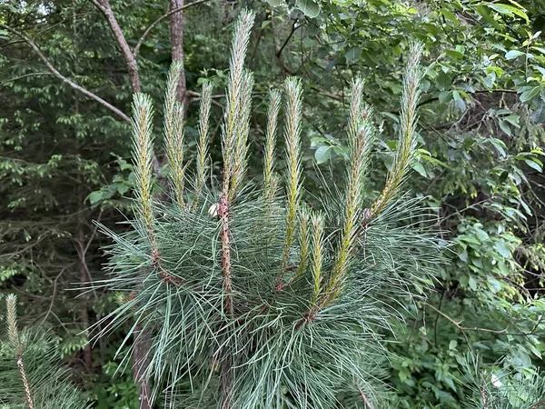 緑の松の若芽 針葉樹の枝に芽を出します 針葉樹植物の成長と形成 — ストック写真