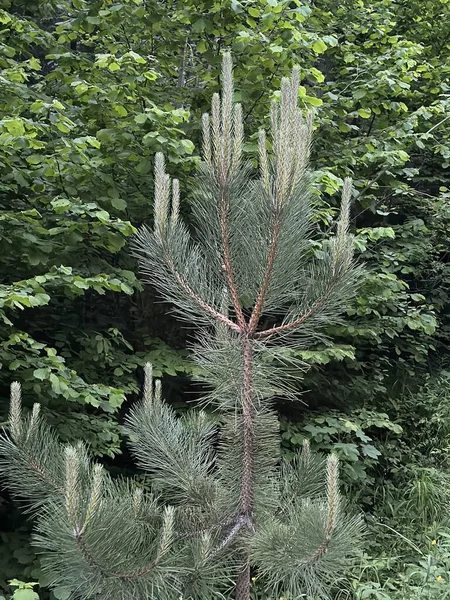 緑の松の若芽 針葉樹の枝に芽を出します 針葉樹植物の成長と形成 — ストック写真