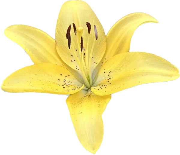 Жовта Квітка Лілії Ізольована Білому Пелюстки Пістолет Яскравої Квітки Крупним — стокове фото