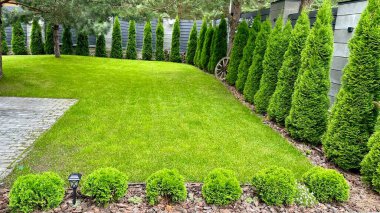 Özel bir evin avlusunda peyzaj. Yeşil arborvitae yeşil çimlerin üzerine dikilmiş. Thuja canlı çit.