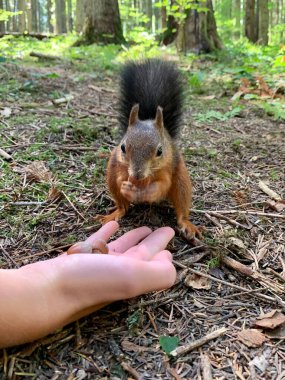 Kızıl sincap fındığı elinden alır. Bir adam ormanda sincabı besliyor, yakın plan. Orman kemirgeni kış için yiyecek hazırlar..
