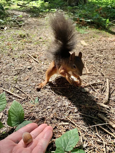 Esquilo Vermelho Tira Porca Mão Homem Alimenta Esquilo Floresta Perto — Fotografia de Stock