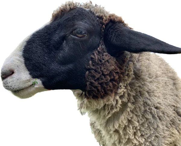 Schafskopf Isoliert Auf Weiß Seitenansicht Graue Erwachsene Schafe Aus Nächster — Stockfoto