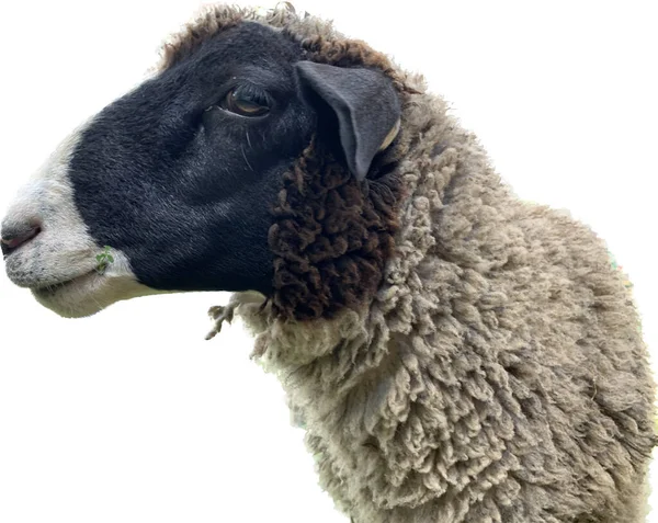 羊の頭の白 サイドビューに隔離された 灰色の大人の羊 クローズアップ 遠くから見た農場の動物 — ストック写真