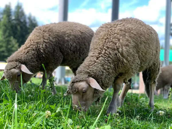 緑の芝生の上で草を食べる 羊の群れが芝生の上を歩く 遠くから見た農場の動物 — ストック写真