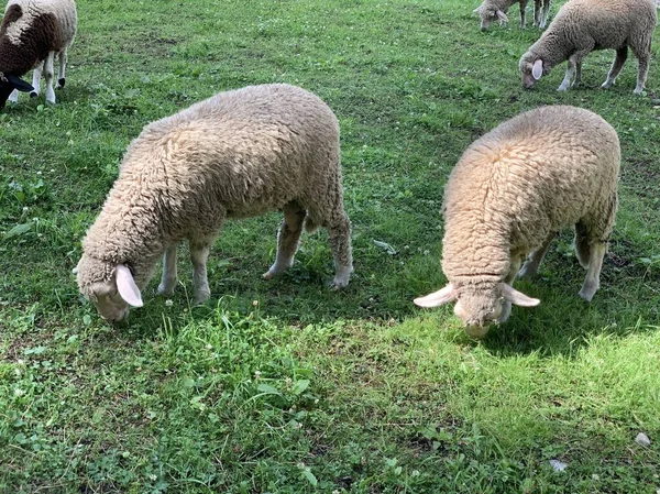 Owce Jedzą Trawę Pasą Się Zielonej Trawie Stado Owiec Spaceruje — Zdjęcie stockowe