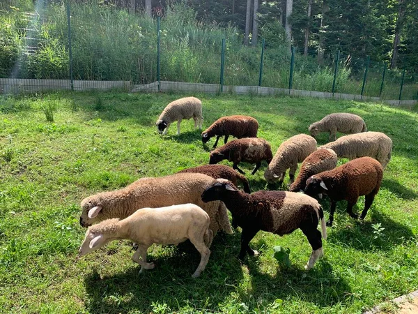 Sheep Eat Grass Graze Green Grass Flock Sheep Walk Lawn — Stock Photo, Image