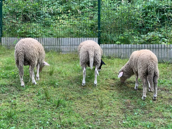 Owce Jedzą Trawę Pasą Się Zielonej Trawie Stado Owiec Spaceruje — Zdjęcie stockowe