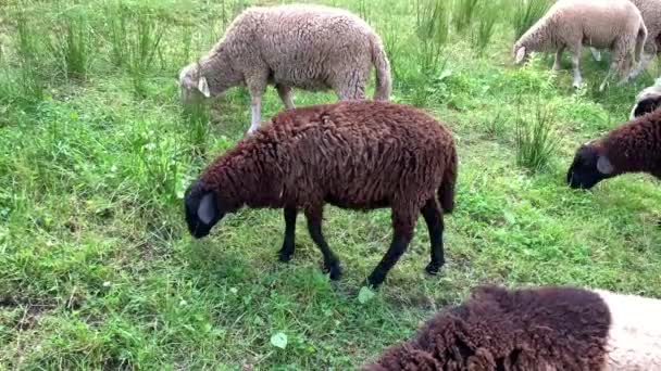 羊吃草 青草吃草 一群羊在草坪上散步 从近处饲养的家畜 — 图库视频影像