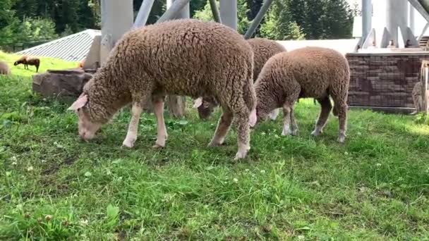 緑の芝生の上で草を食べる 羊の群れが芝生の上を歩く 遠くから見た農場の動物 — ストック動画